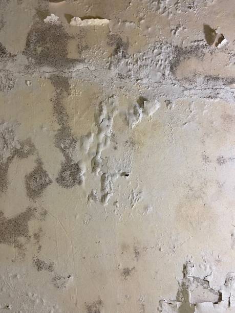 Best Black Mold Remediation in Camp Hill, PA